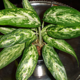 Aglaonema Schott, zdjęcie: https://upload.wikimedia.org/wikipedia/commons/7/71/Aglaonema.var.jpg