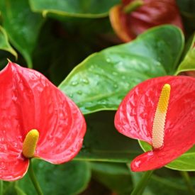 Anturium Andreego, Źródło: https://pixabay.com/pt/ant%C3%BArio-flamingo-flor-anthurium-2507743
