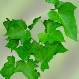 Bluszcz pospolity, Zródło: https://pixabay.com/en/ivy-leaves-green-climber-1406536/