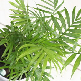 Chamedora wytworna - palma koralowa oczyszczająca powietrza, Źródło: https://upload.wikimedia.org/wikipedia/commons/5/54/Chamaedorea_elegans_01.jpg