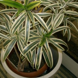 Dracena odwrócona, źródło: http://nowy.ranking-oczyszczaczy.pl/wp-content/uploads/2018/02/Dracaena-odwr%C3%B3cona.jpg