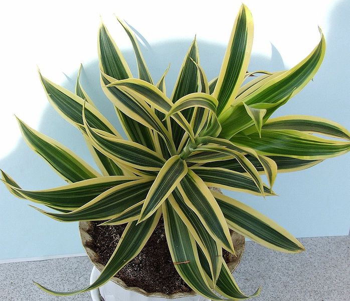 Dracena wonna, źródło: http://nowy.ranking-oczyszczaczy.pl/wp-content/uploads/2018/02/Dracena-wonna.jpg, fot. Jerzy Opioła