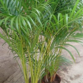 Dypsis lutescens (Chrysalidocarpus lutescens, Palma Areka), Źródło: https://upload.wikimedia.org/wikipedia/commons/2/28/Areca_palm.jpg