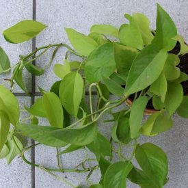 Epipremnum złociste