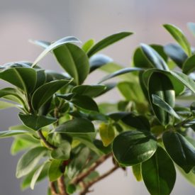 Ficus benjamina, źródło: https://pixabay.com/id/ficus-daun-tanaman-vegetasi-hijau-2682320/