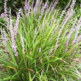 Liriope szafirkowata, Źróło: https://pixabay.com/pl/liriope-kwiat-lily-trawa-trawa-296932/