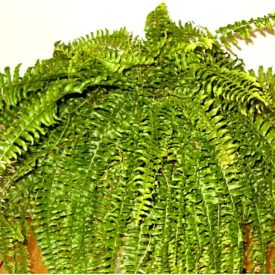 Nefrolepis wyniosły, fot. Jerzy Opioła