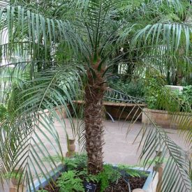 Phoenix roebelinii - Daktylowiec niski, żródło: https://upload.wikimedia.org/wikipedia/commons/8/86/Phoenix_roebelenii.jpg