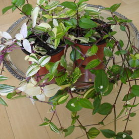 trzykrotka, Źródło: https://upload.wikimedia.org/wikipedia/commons/1/1b/Tradescantia.fluminensis.JPG