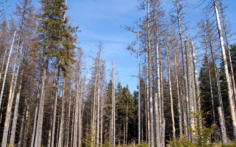 Las po kwaśnym deszczu